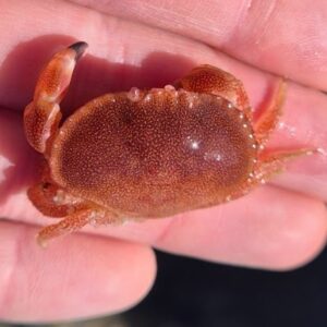 Bébé tourteau trouvé en pêche à pied