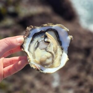 Huitre à Cancale