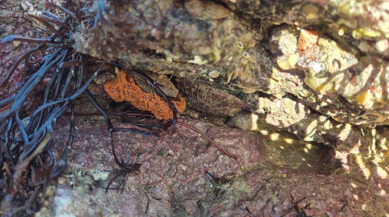 Ormeau caché dans une faille à Cancale