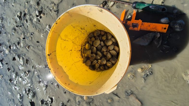 Pêche de palourdes à Cancale