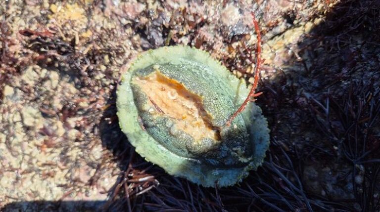 Pêche à l'ormeau à Cancale