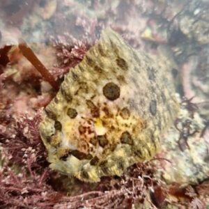 Poisson plat trouvé en pêche à pied