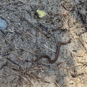 Vipère Péliade Cancale